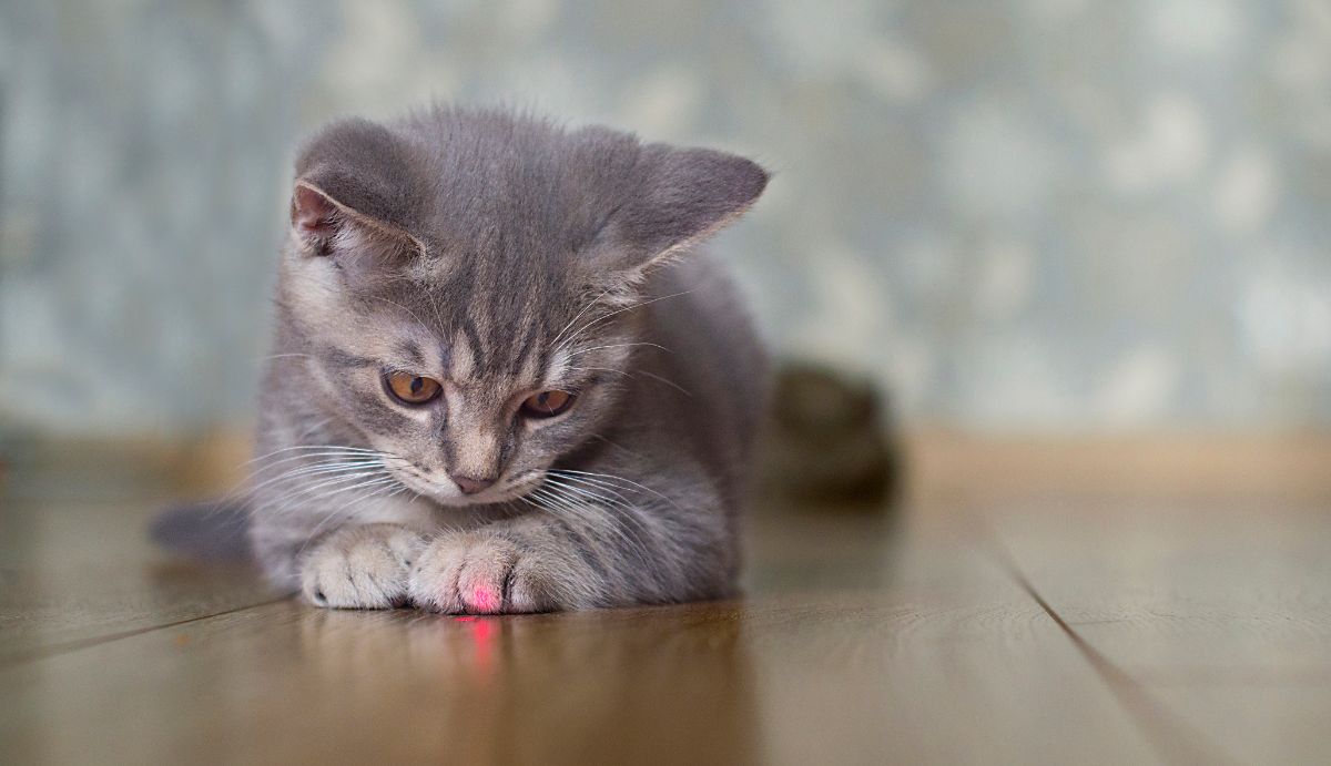 A gray kitten watching a red laser dot.