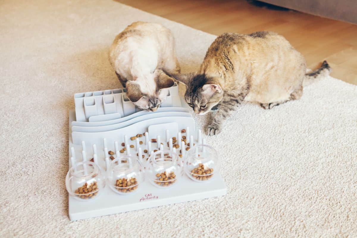 Two cats looking at a cat slow feeder cat.