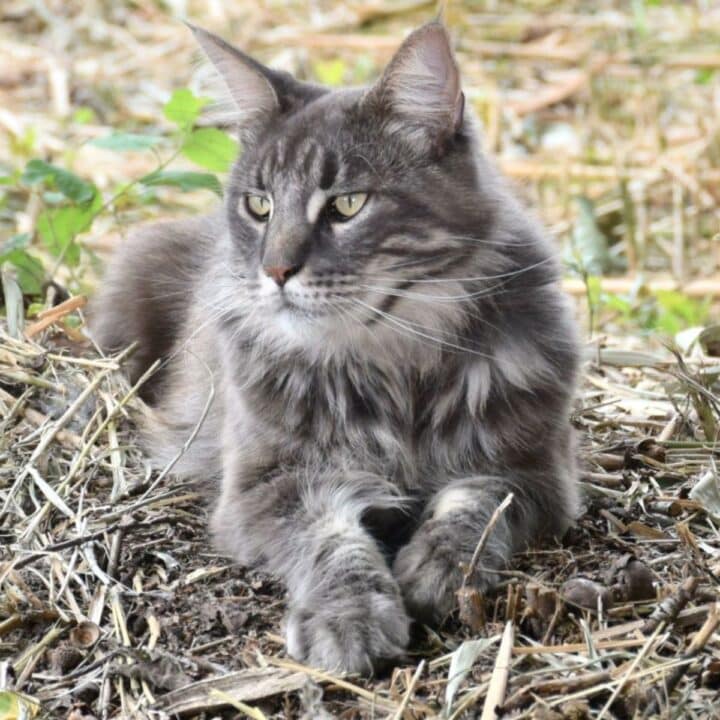 7 Ways Maine Coons Act Like Dogs (With Photos) - MaineCoon.org