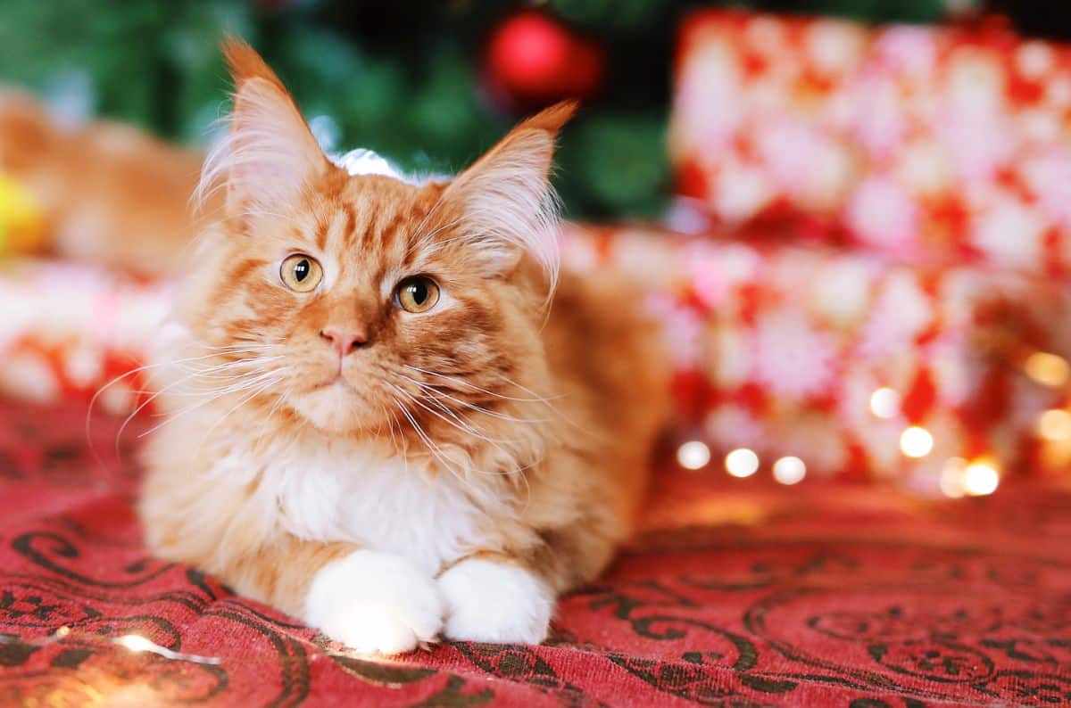 An adorable ginger maine coon kitten lying on  a floor.