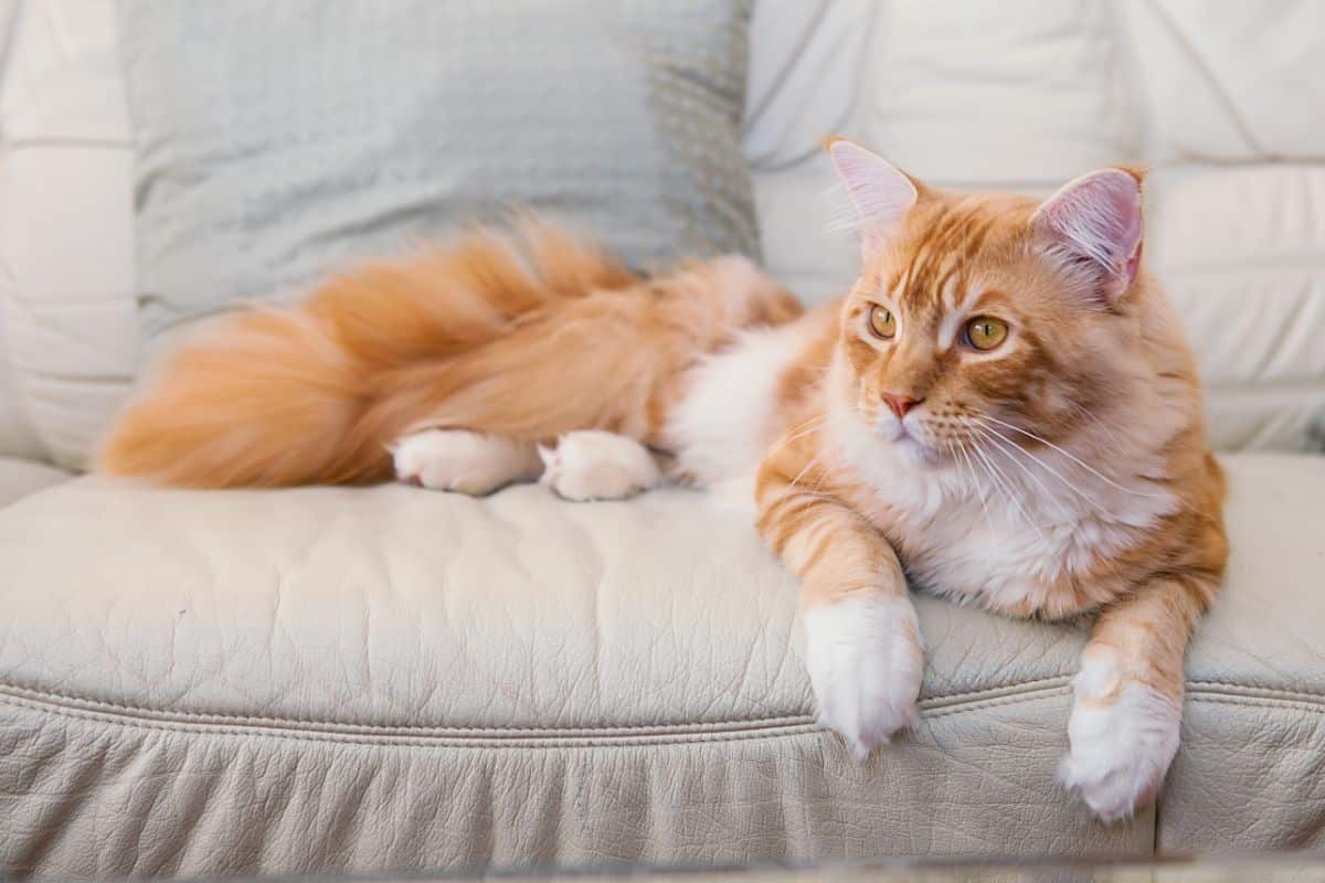 A cream-white maine coon lying on a white couch.