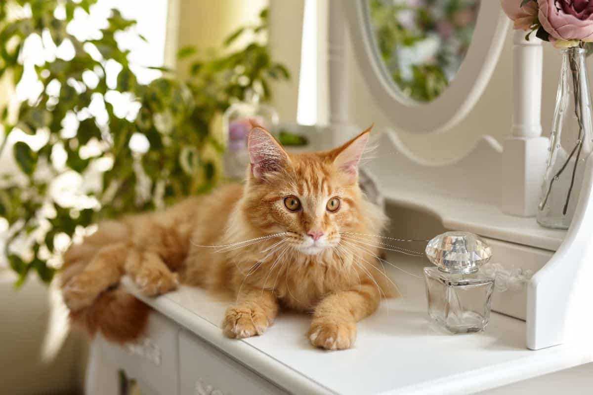 A ginger maine coon lying on a white piece of bathroom furniture.
