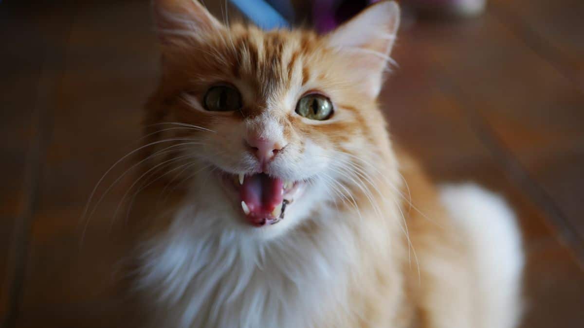 A close-up of a talking ginger maine coon.