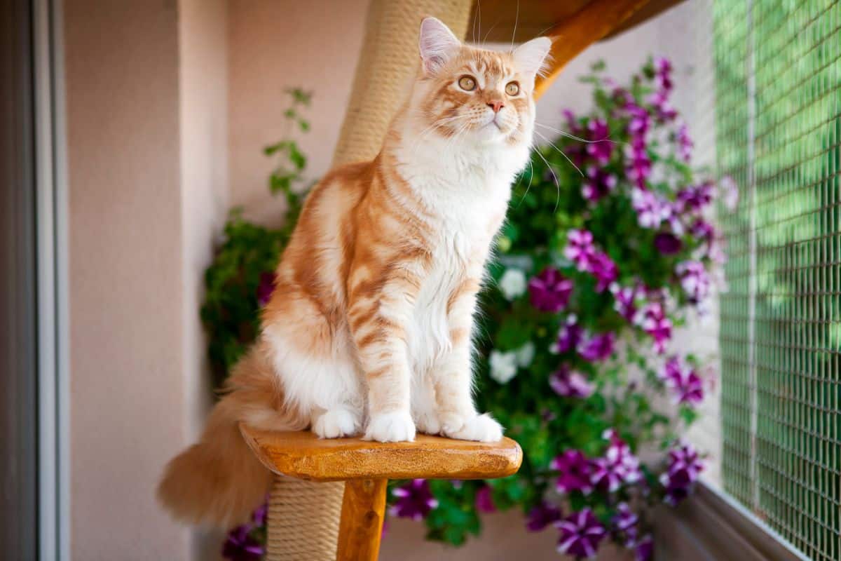 A ginger maine coon sitting on a cat tree.