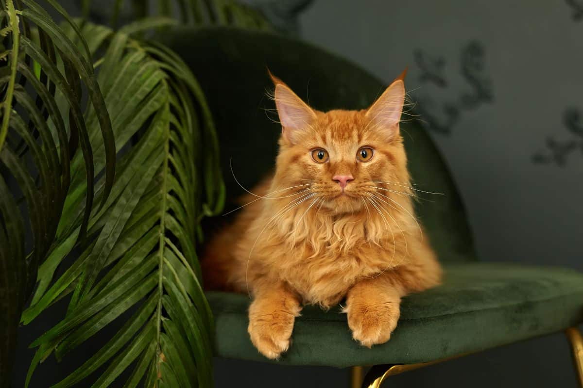 A beautiful golden maine coon lying on a green chair.