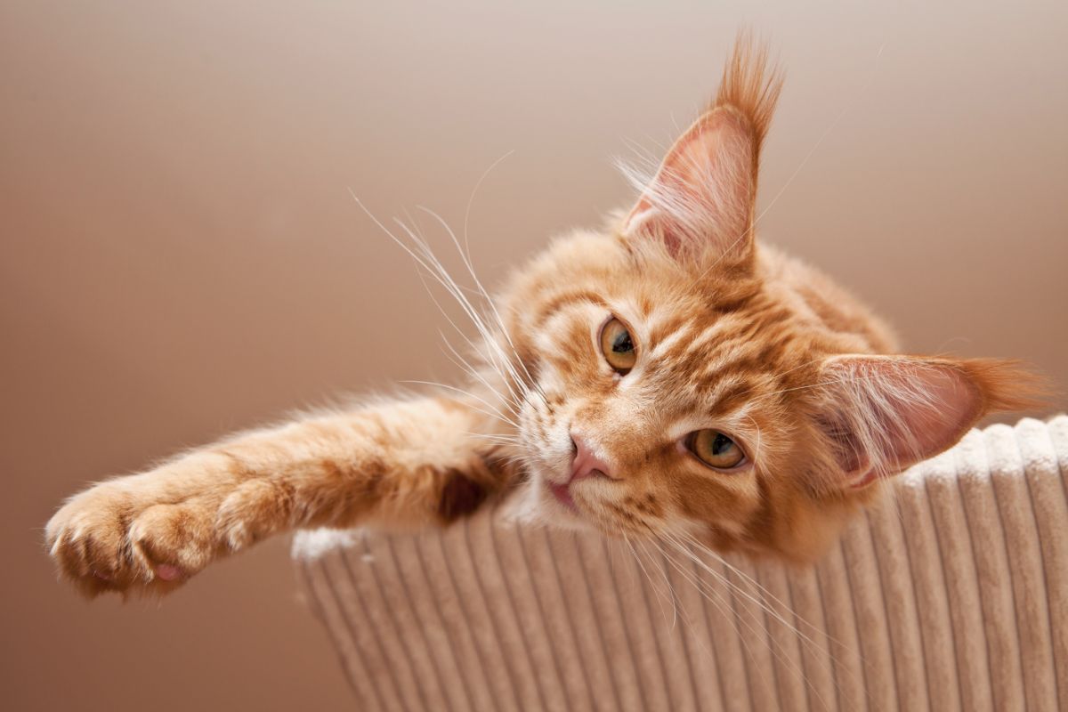 An adorable ginger maine coon lying on a cat tree.