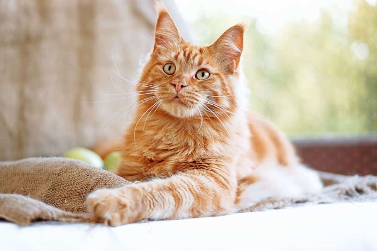 An adorabtle ginger maine coon lying on a blanket.