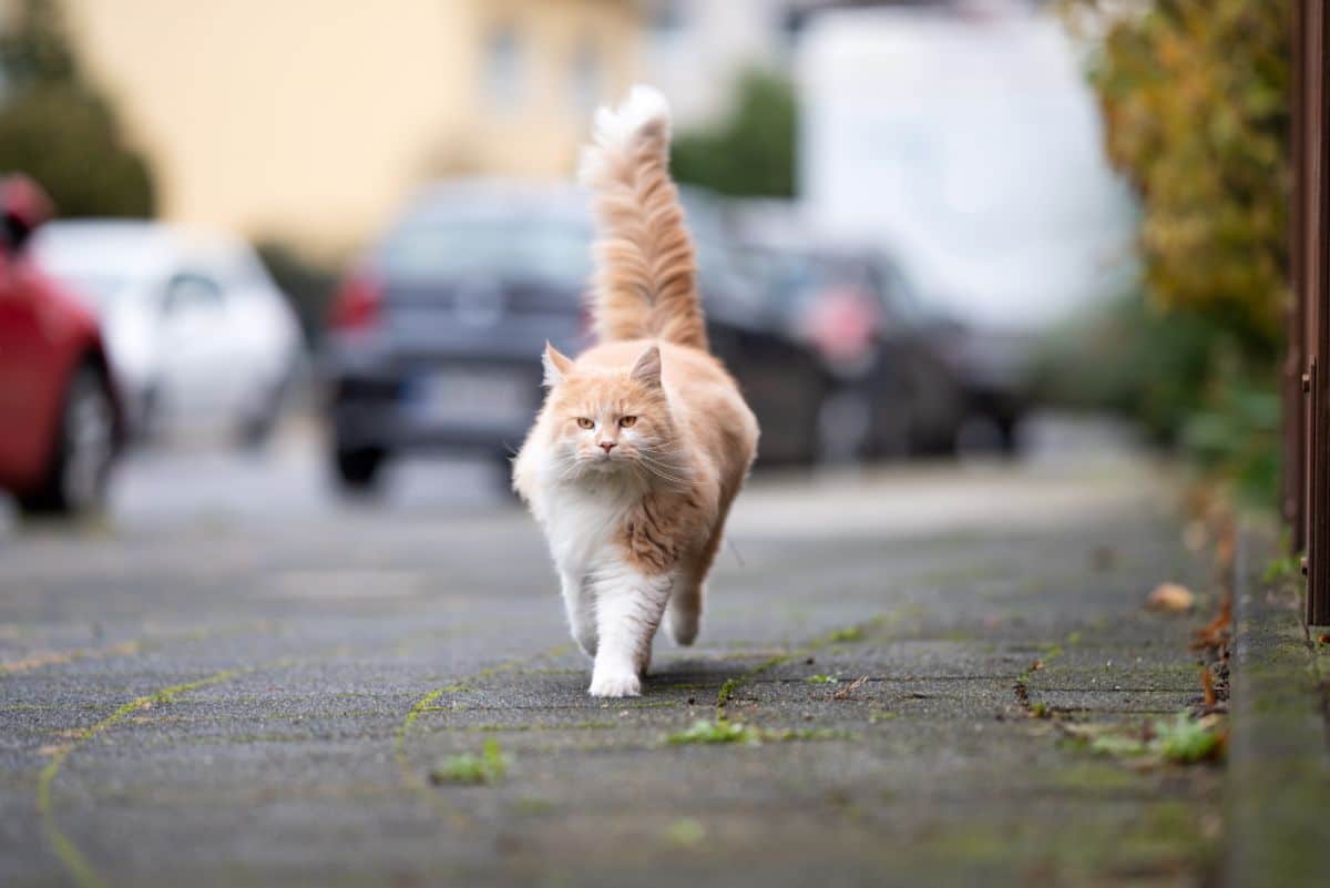 A beautiful white-ginger maine coon walking on a pavement.