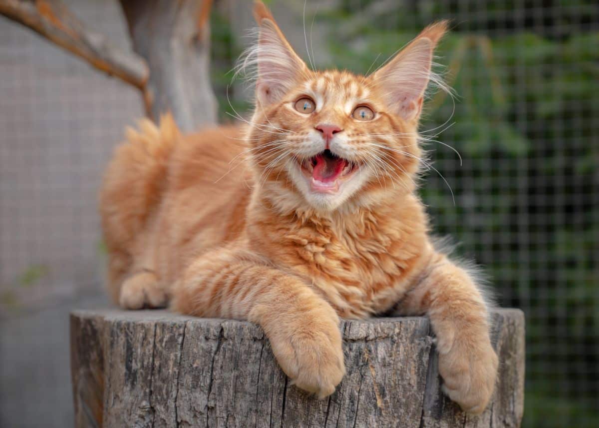 An adorable ginger maine coon lying on a wooden log.