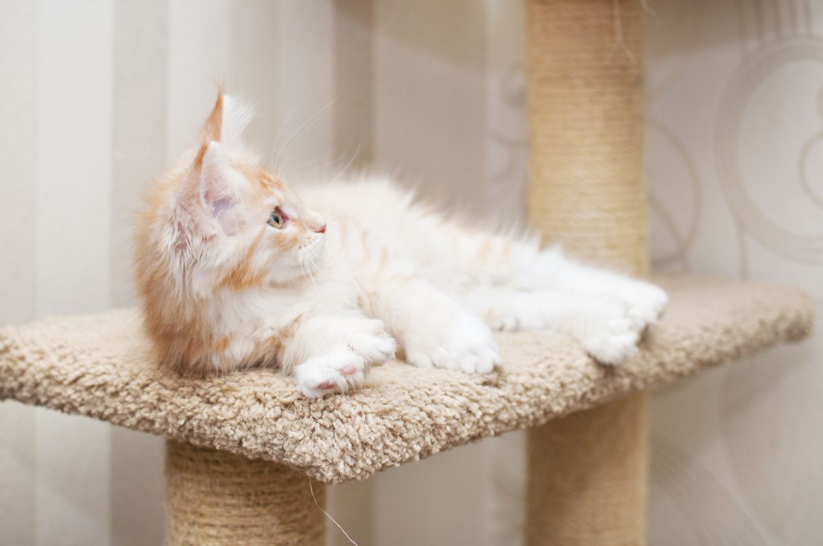 An adorable maine coon kitten with extra toes lying on a cat tree.