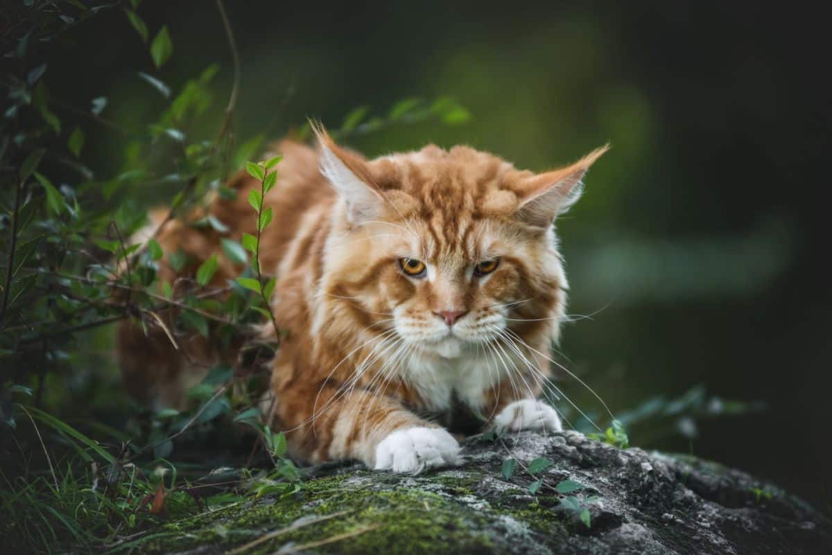 A big beautiful ginger maine coon lying on a big rock.