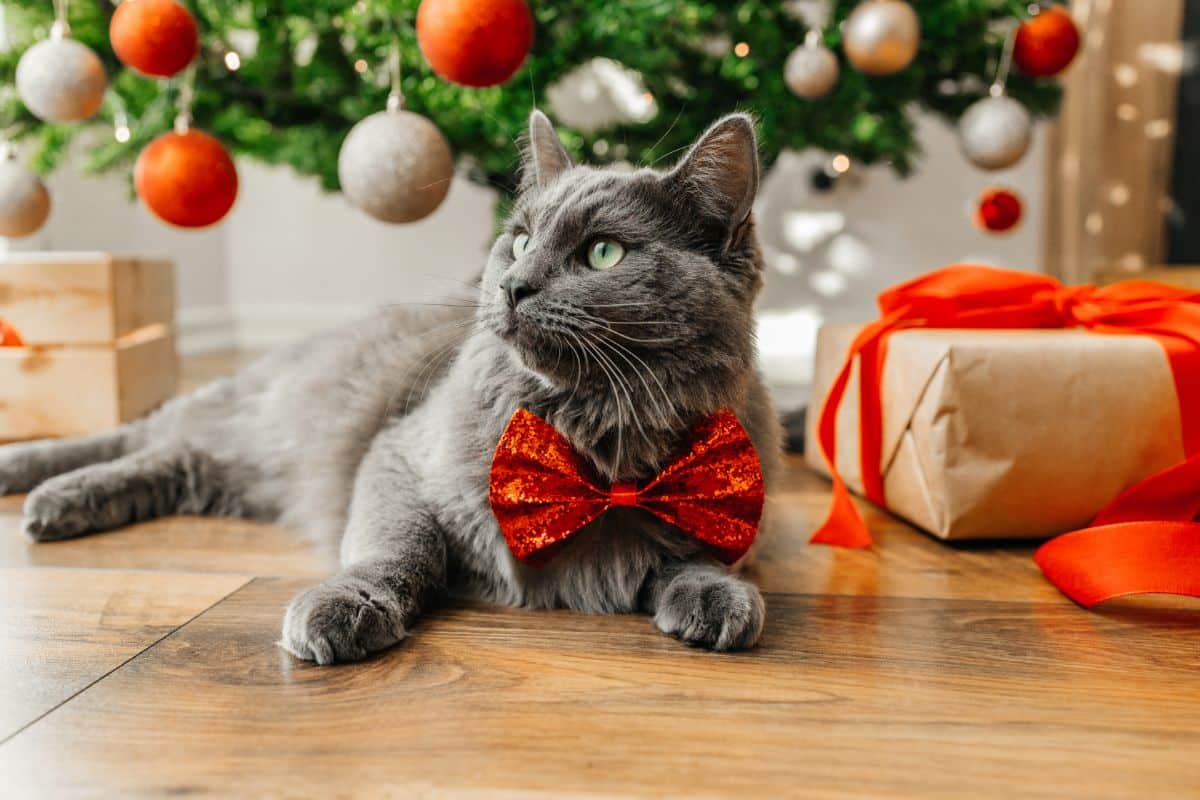 An adoable gray maine coon with a red bowtie lying on a floor near a christmas tree.
