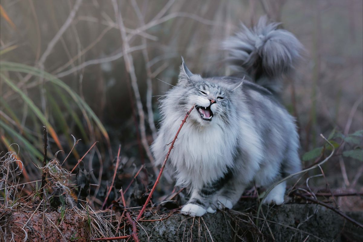 A beautiful fluffy gray maine coon chewing some dogwood branch.