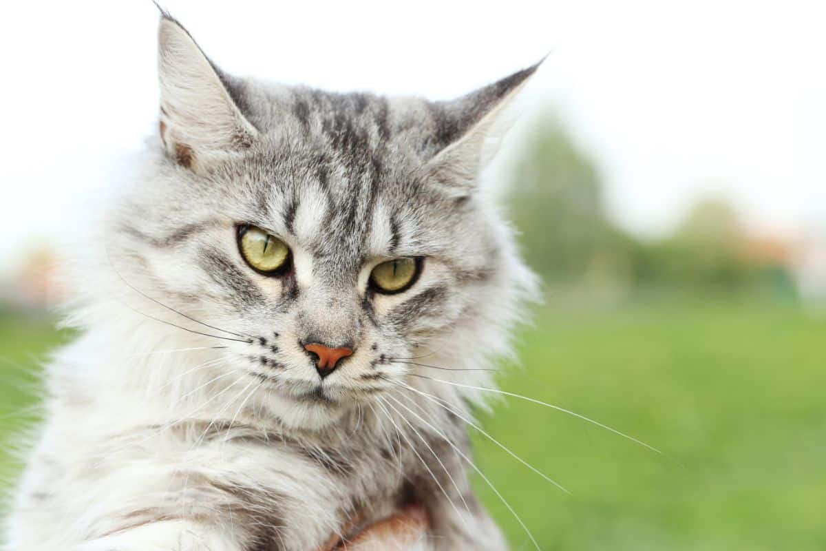 A gray maine coon with yellow eyes.