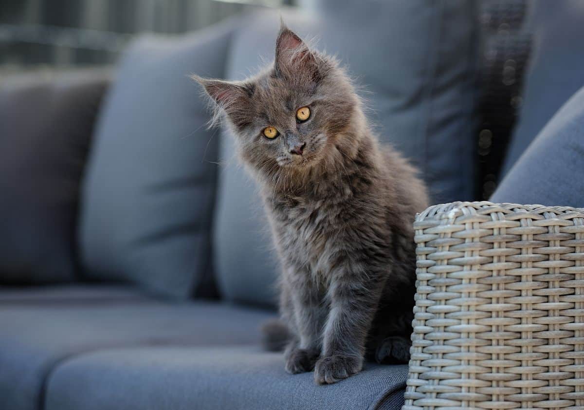 An adorable gray maine coon sitting on a gray couch.