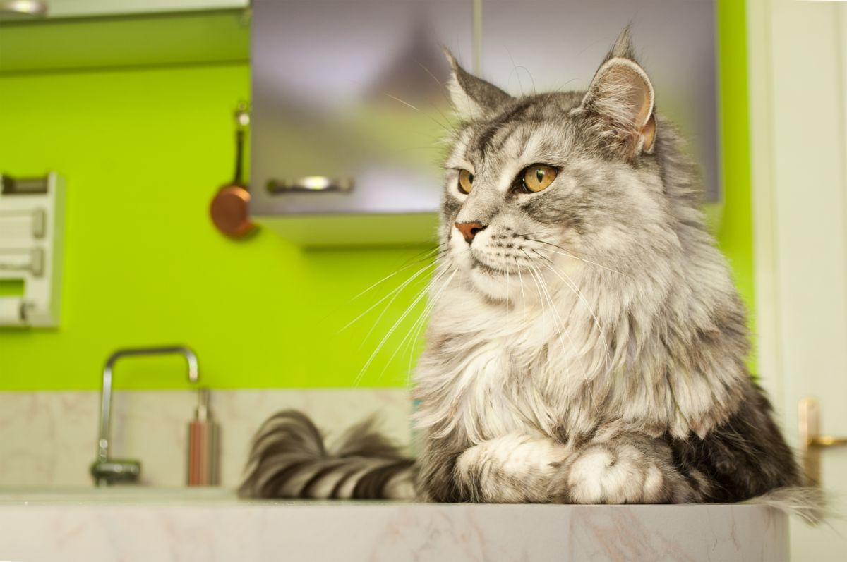 A beauitful gray fluffy maine coon lying on a kitchen table.