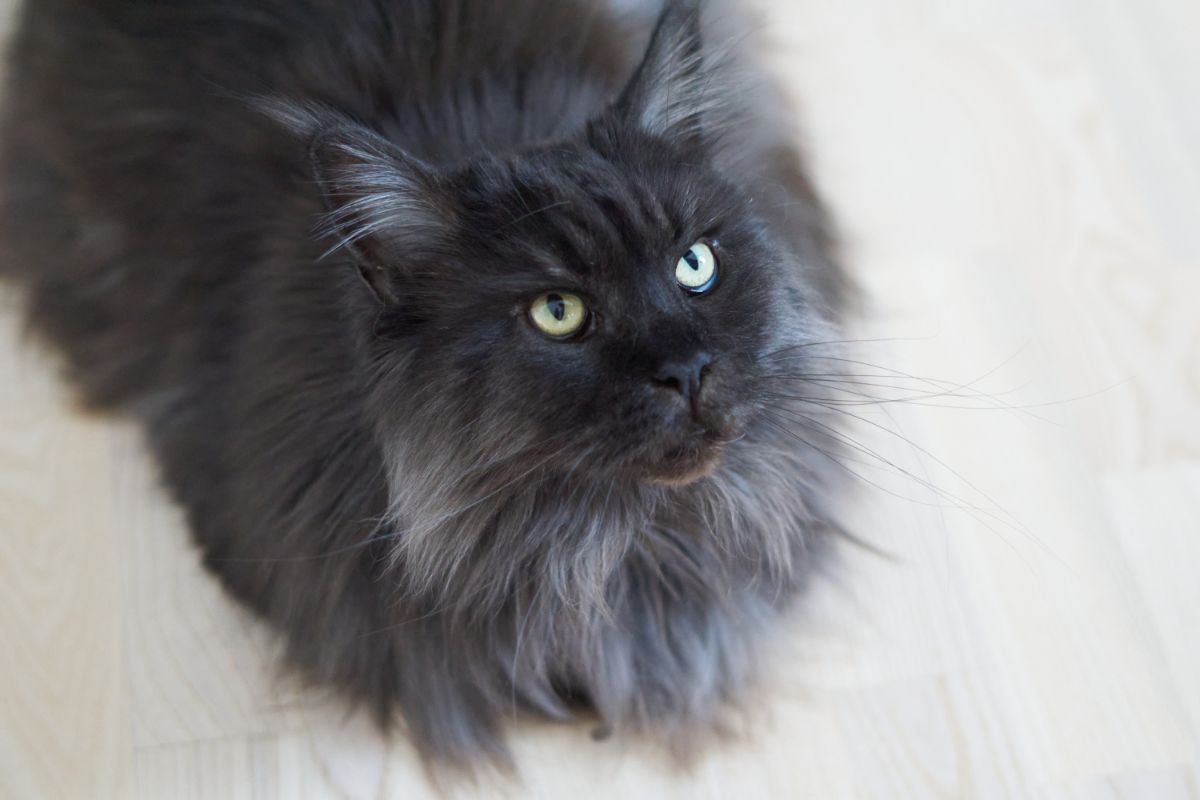 A beautiful fluffy black-gray maine coon sitting on a floor.