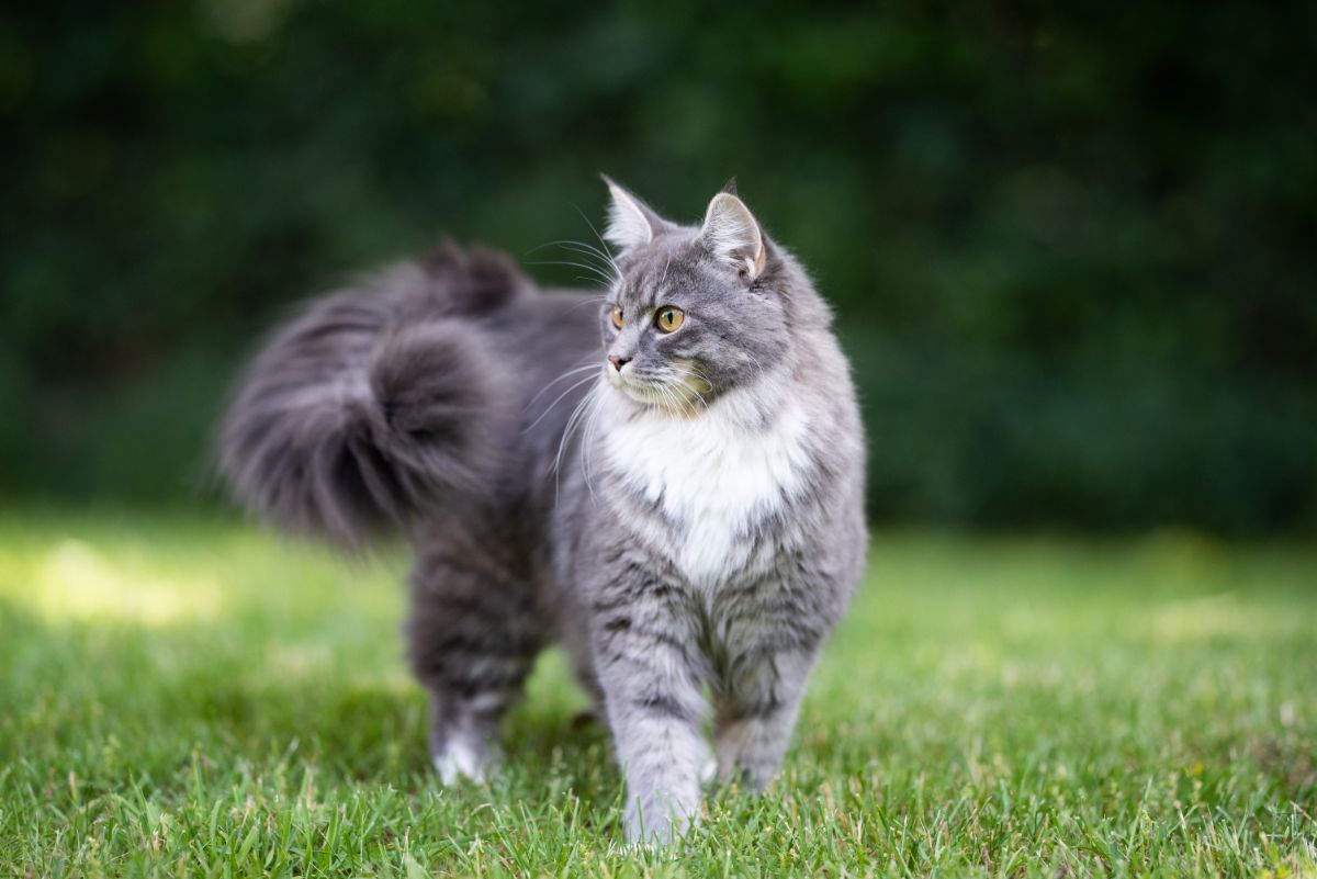 A gray fluffy maine coon standing on green grass.