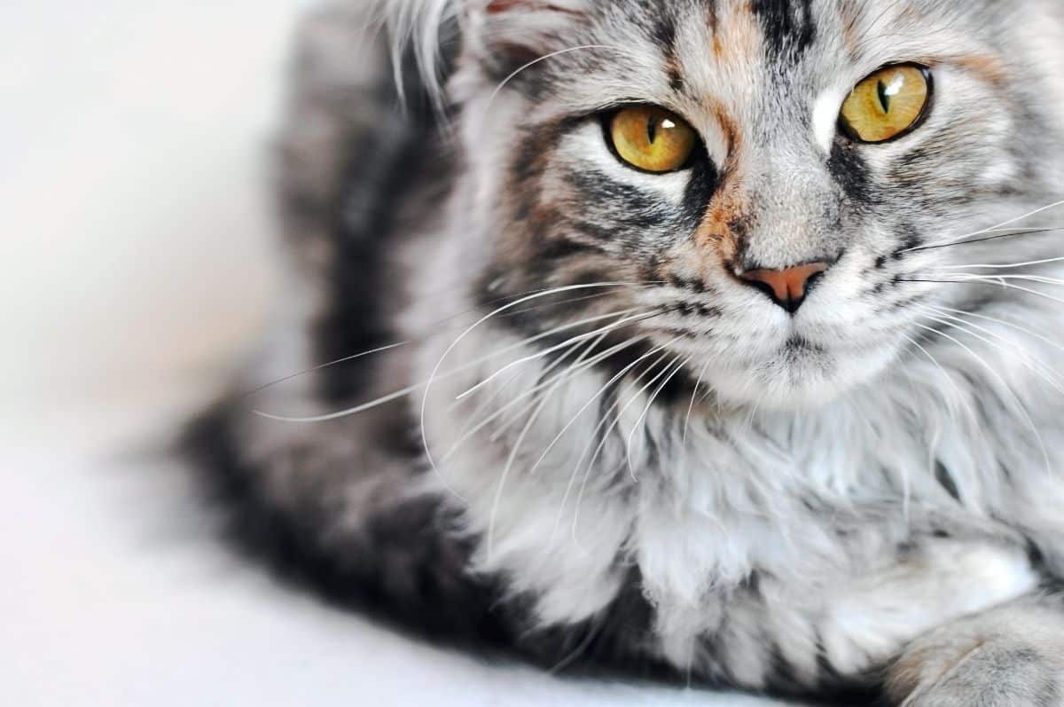 A gray maine coon with golden eyes.