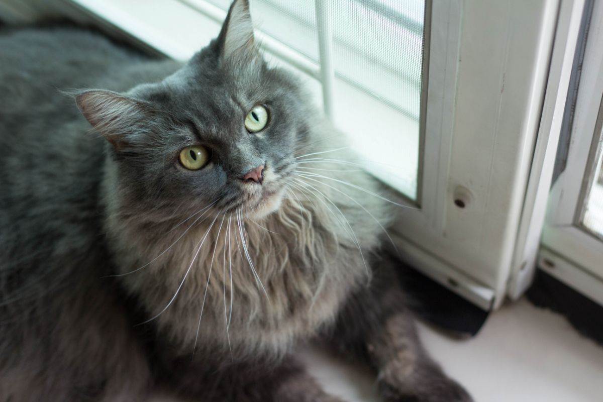 A gray maine coon with a neck ruff lying on a windowsill.