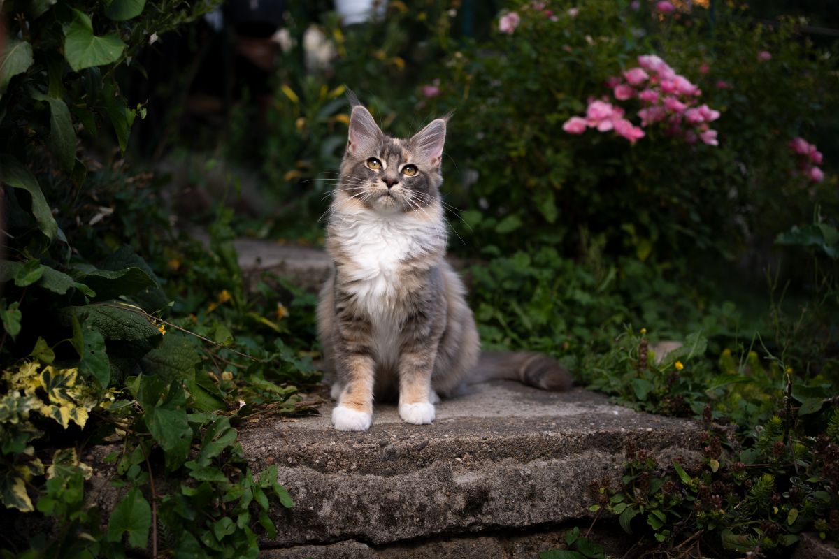 A beautiful calico maine coon sitting on a concrete pavement.