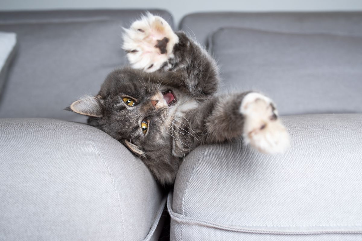 A gray maine coon stretching and yawning on a couch.