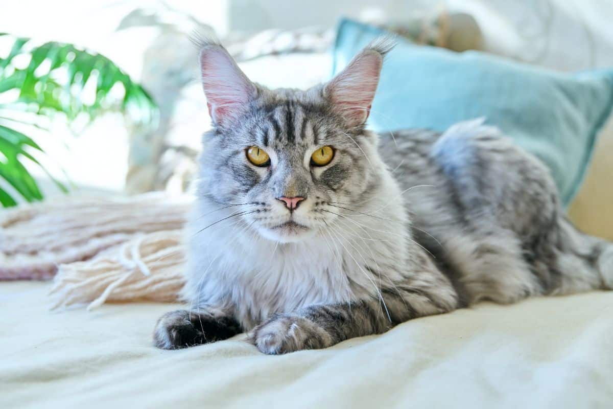A fluffy gray maine coon lying on a bed.