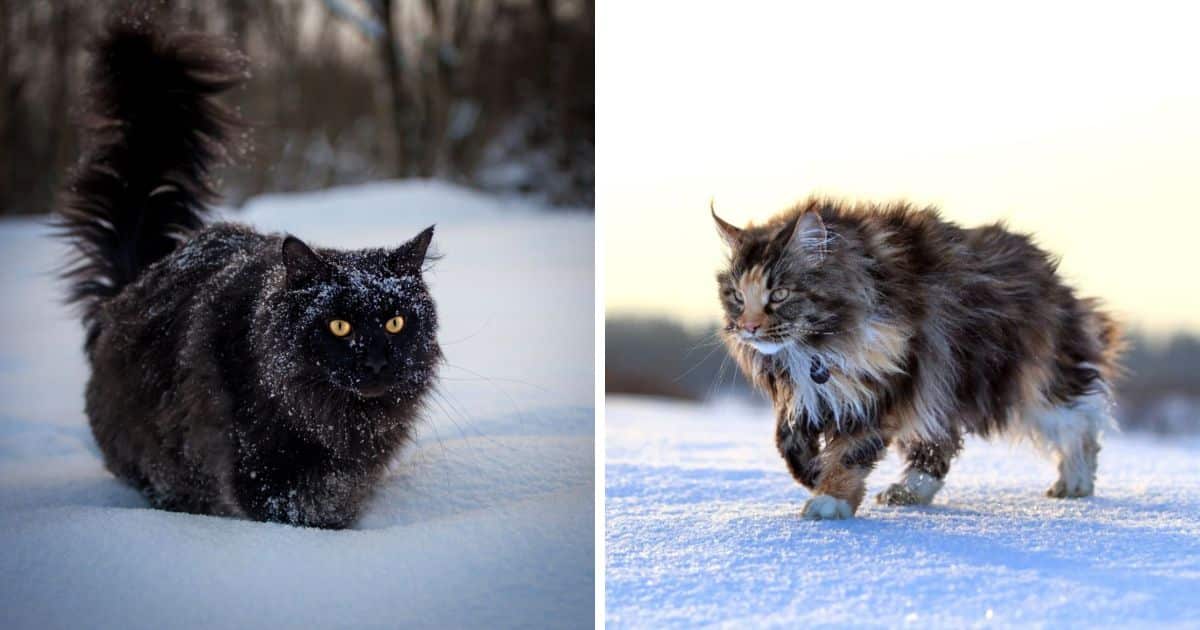 How Cold Is Too Cold for a Maine Coon? (11 Facts to Know)