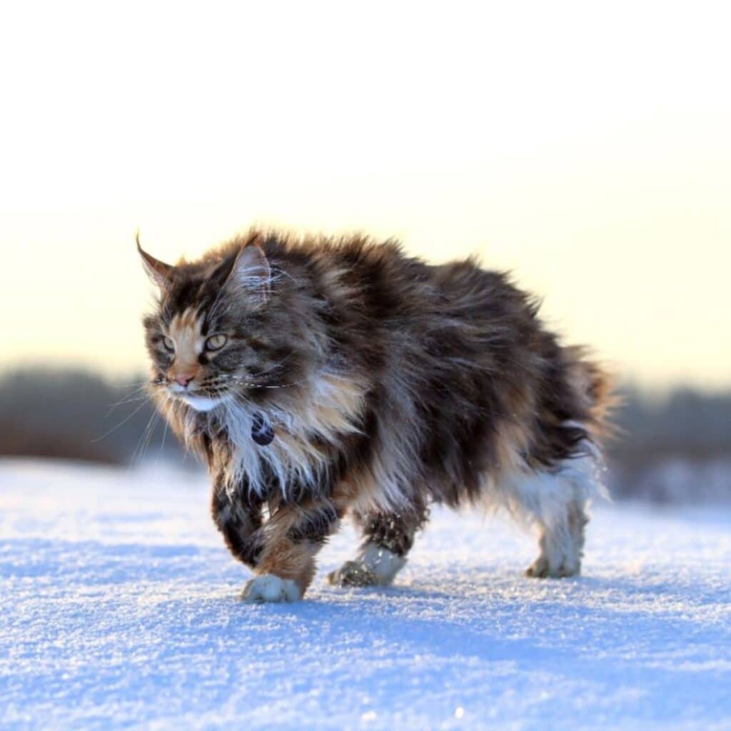 Maine Coons vs. Norwegian Forest Cats