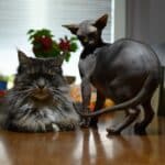 A black Sphynx cat and a tabby maine coon cat nex to each other on a table.