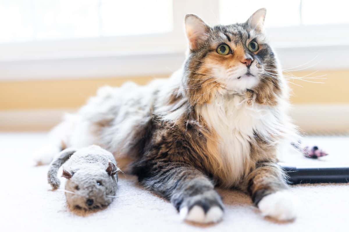A fluffy tabby maine coon lying next to a cat toy on a floor.