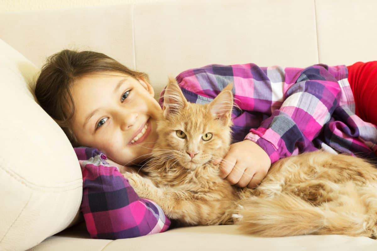 A young girl cuddling with a ginger maine coon on a couch.