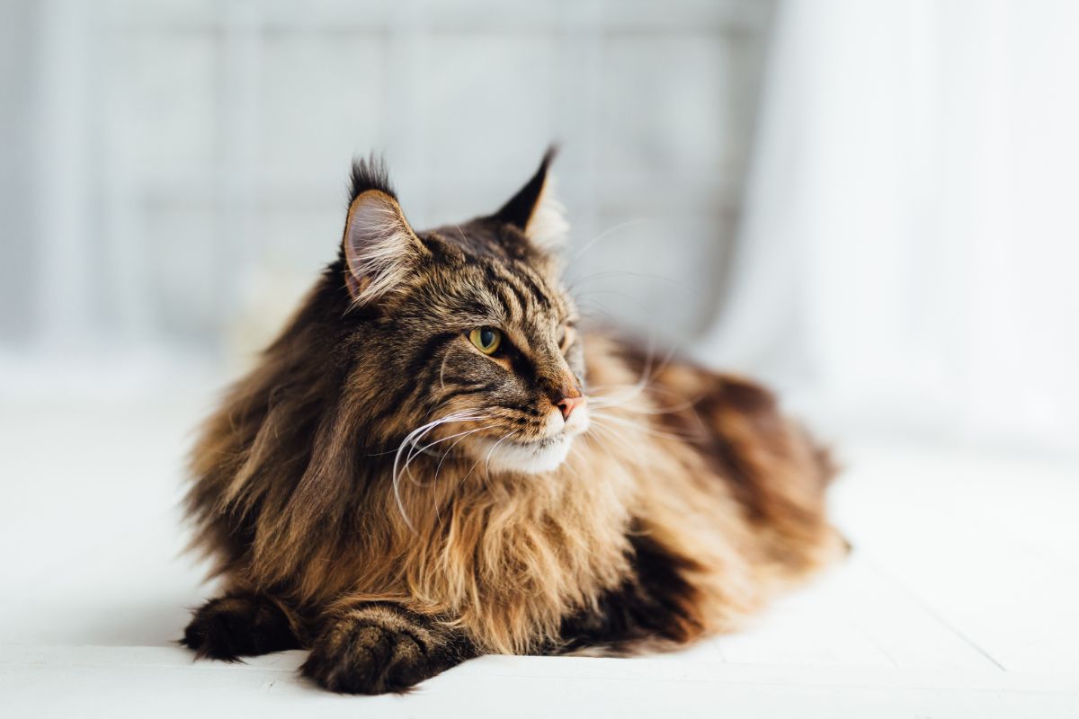 A fluffy tabby maine coon lying on a bed.