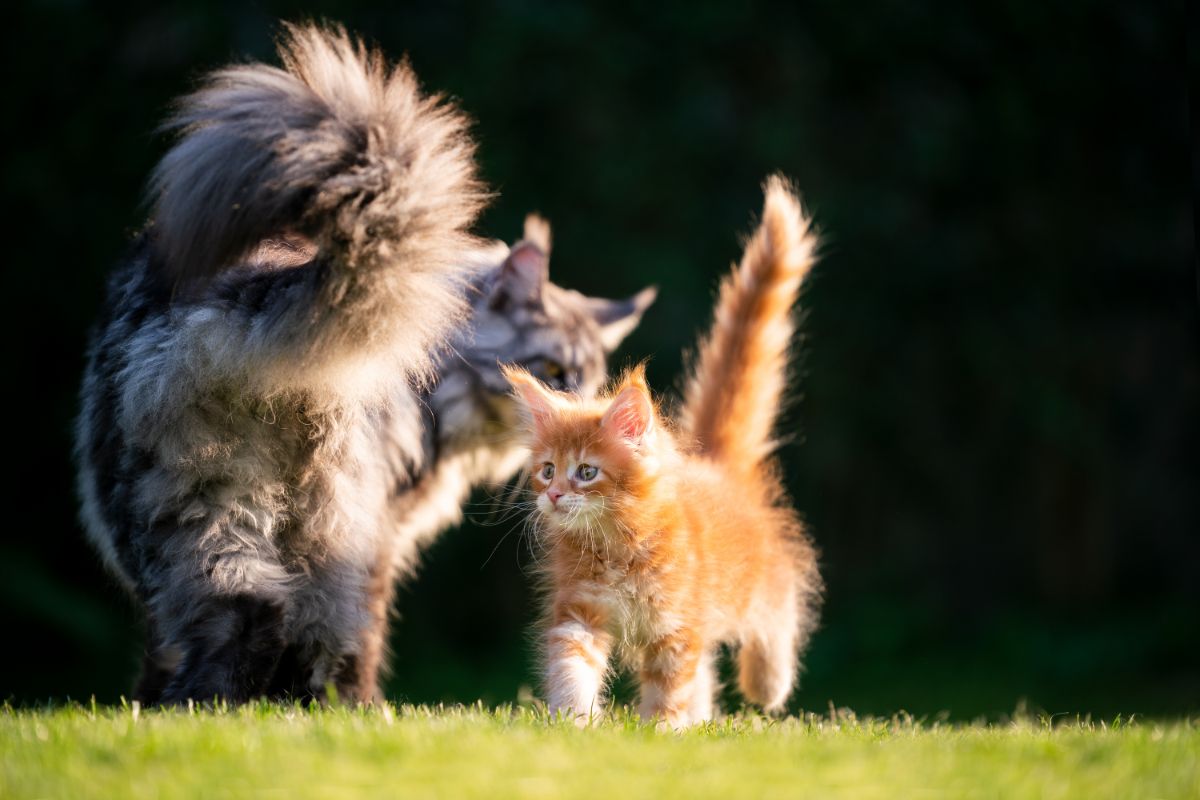 An adult gray maine coon walking past a ginger maine coon kitten.