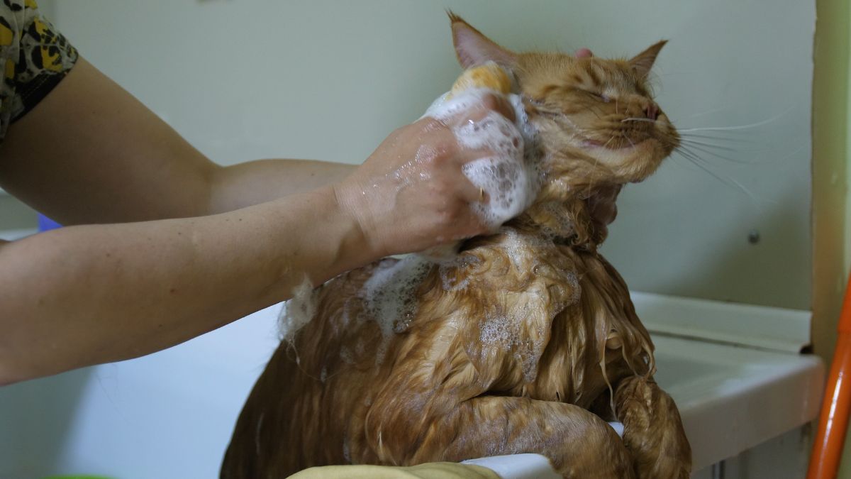 An owner bathing a ginger maine coon.