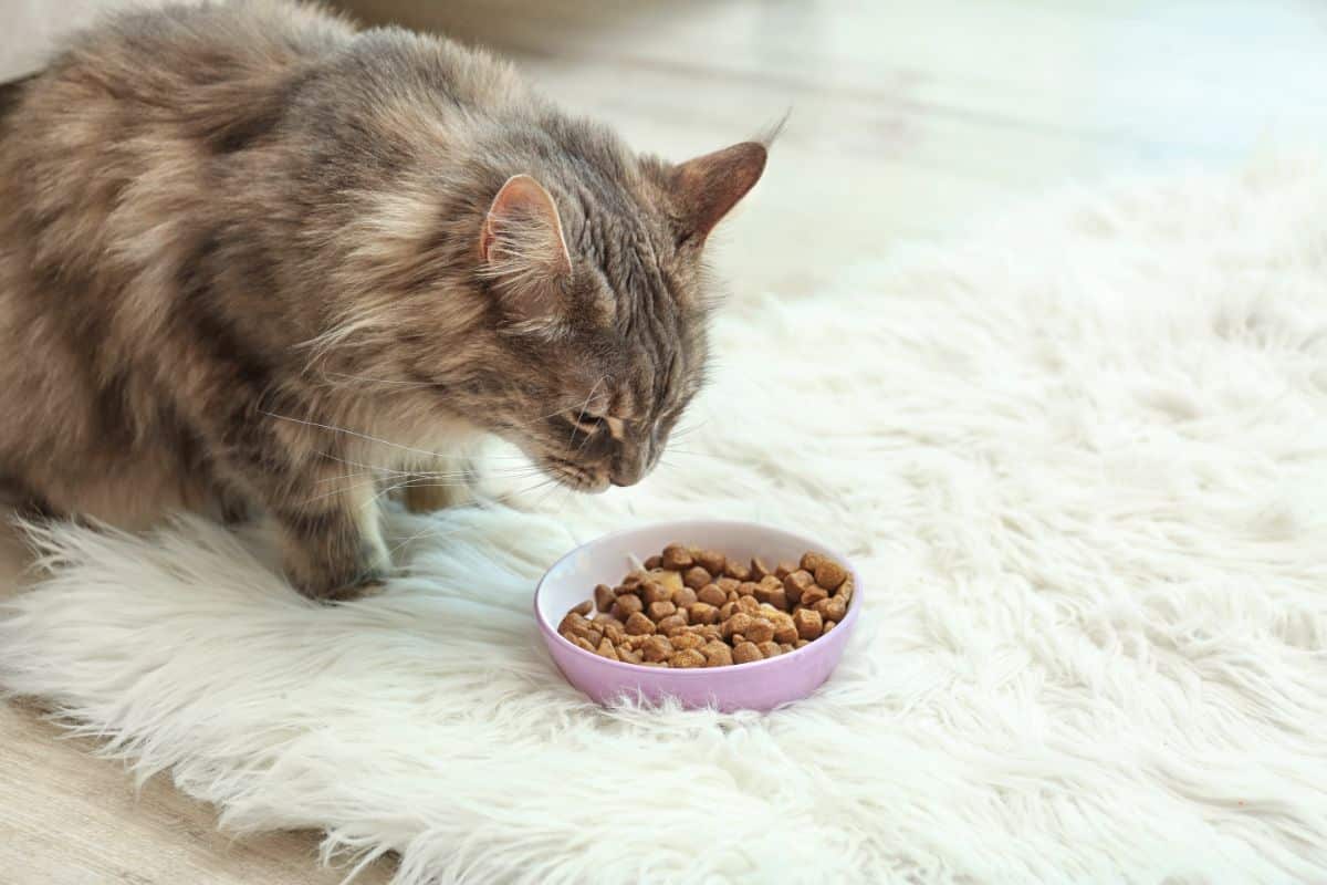A fluffy tabby maine coon sitting infron of a bowl of food on a white fluffy carpet.