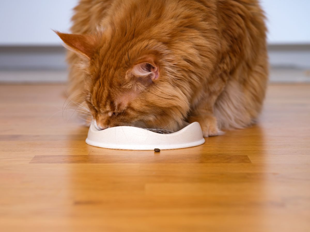 A fluffy ginger maine coon eating food from a white bowl.
