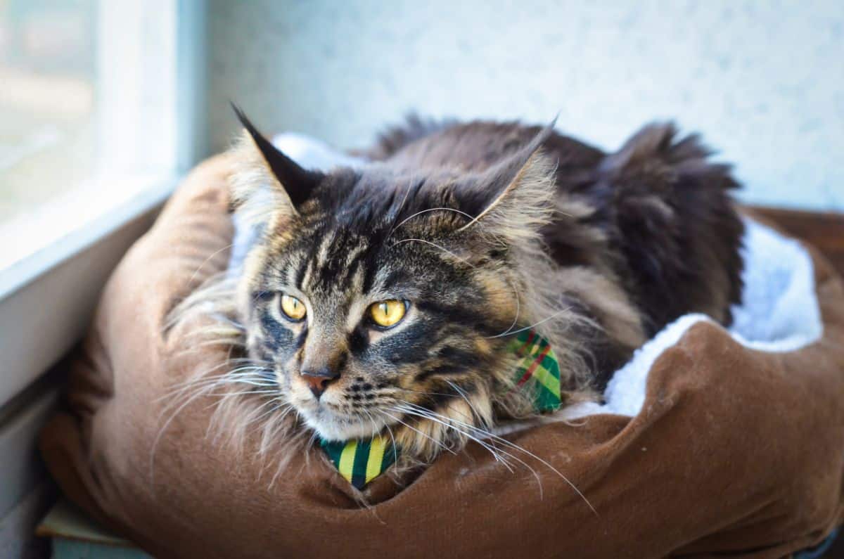 An adorable tabby maine coon with a bowtie lying in a cat bed on a windowsill.