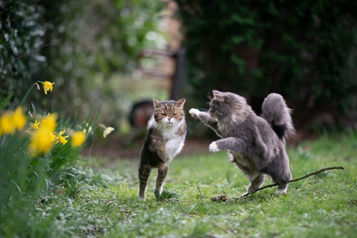 A gray maine coon and a tabby british hsorthair playing in a backyard.