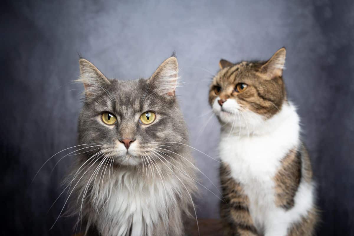 A gray maine coon and a tabby british shorthair on a gray background.