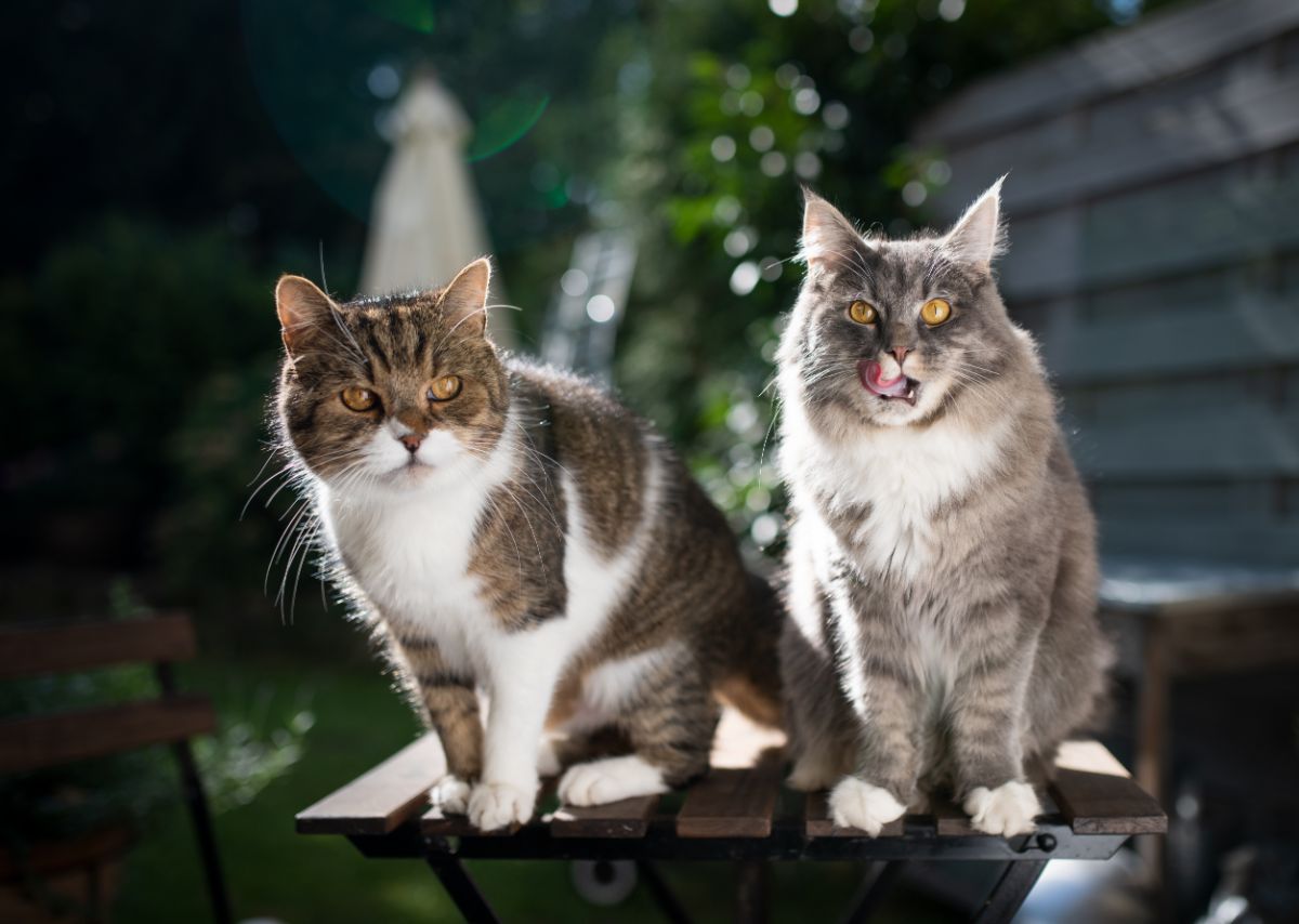 A gray maine coon and a tabby british shorthair sitting on a outdoor table.