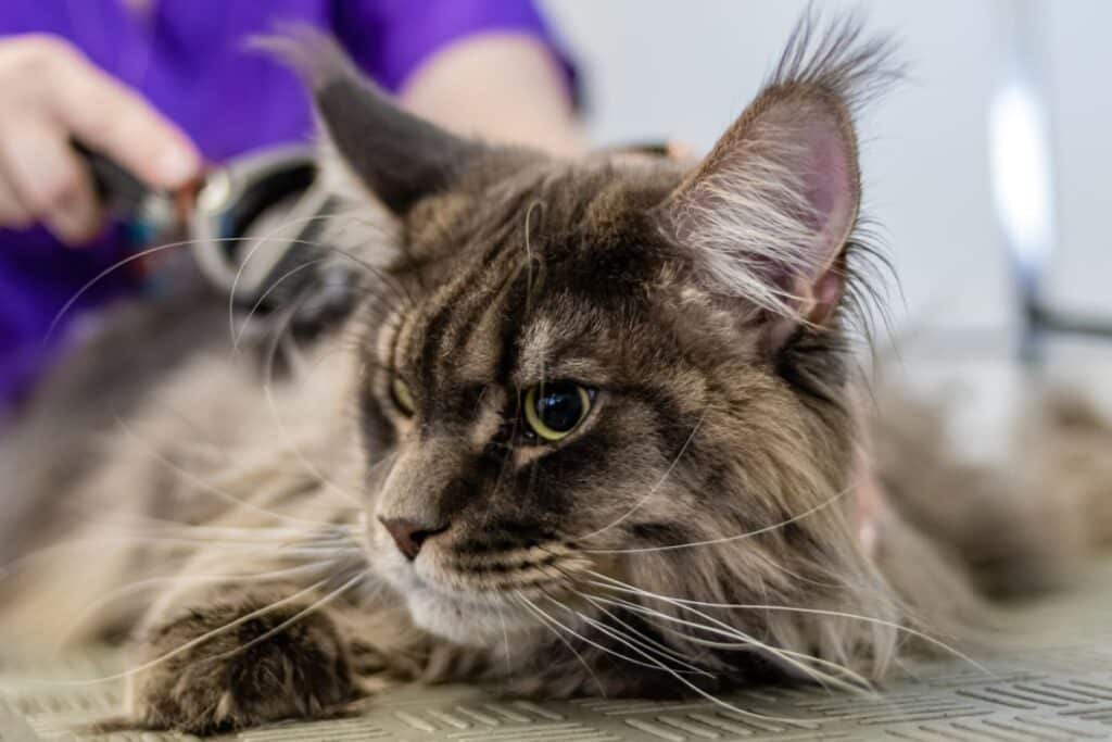 11 Safe Ways To Get Knots Out of Maine Coon’s Fur