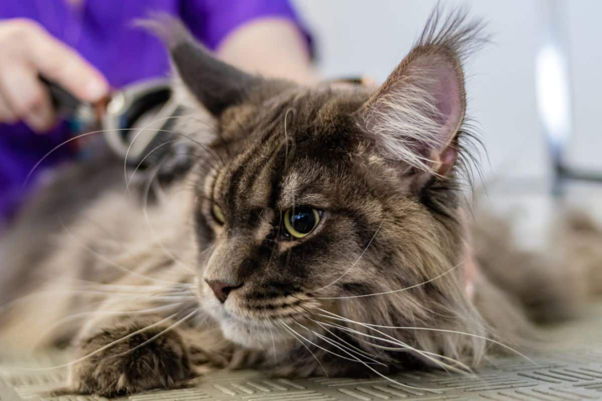 A tabby maine getting brushed by an owner.