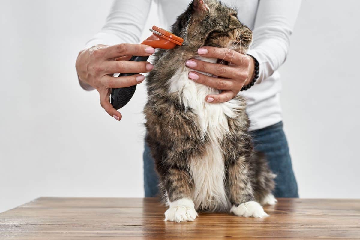 An owner brushing a tabby maine coon on a table.