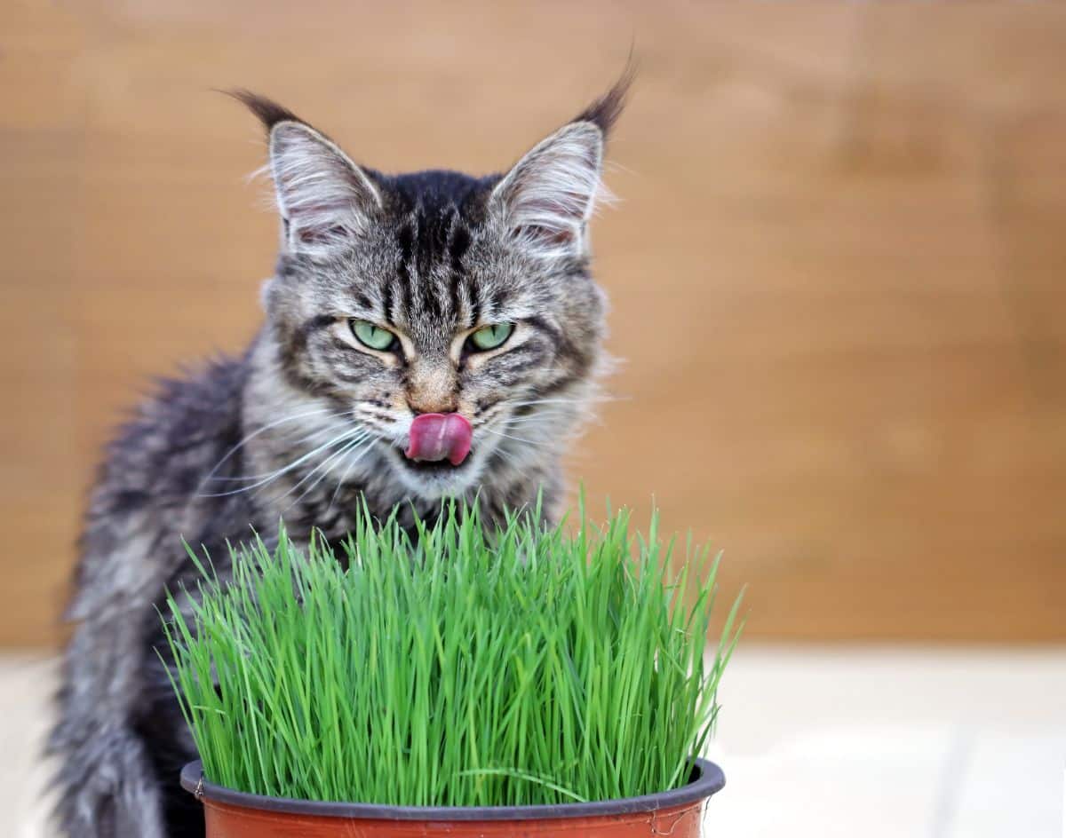 A tabby maine coon licking itself over a catnip.
