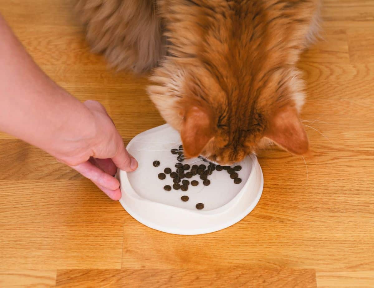 A ginger maine coon eating a dry food from a white bowl held by a hand.