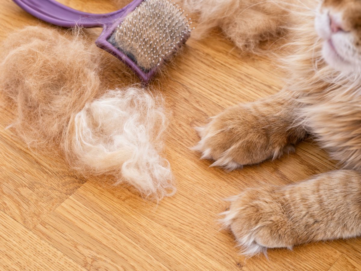 A ginger maine coon fur on a floor with  a purple brush.