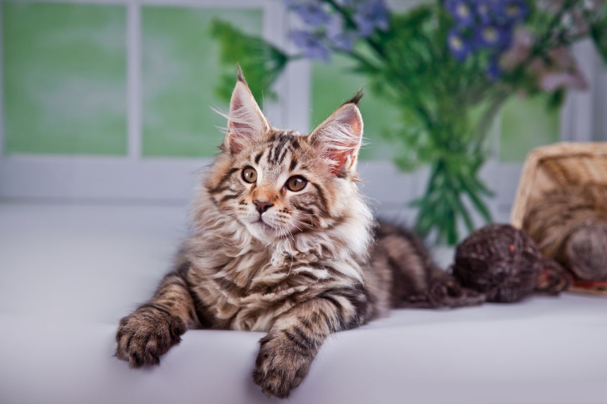 A tabby maine coon kitten lying on a couch.