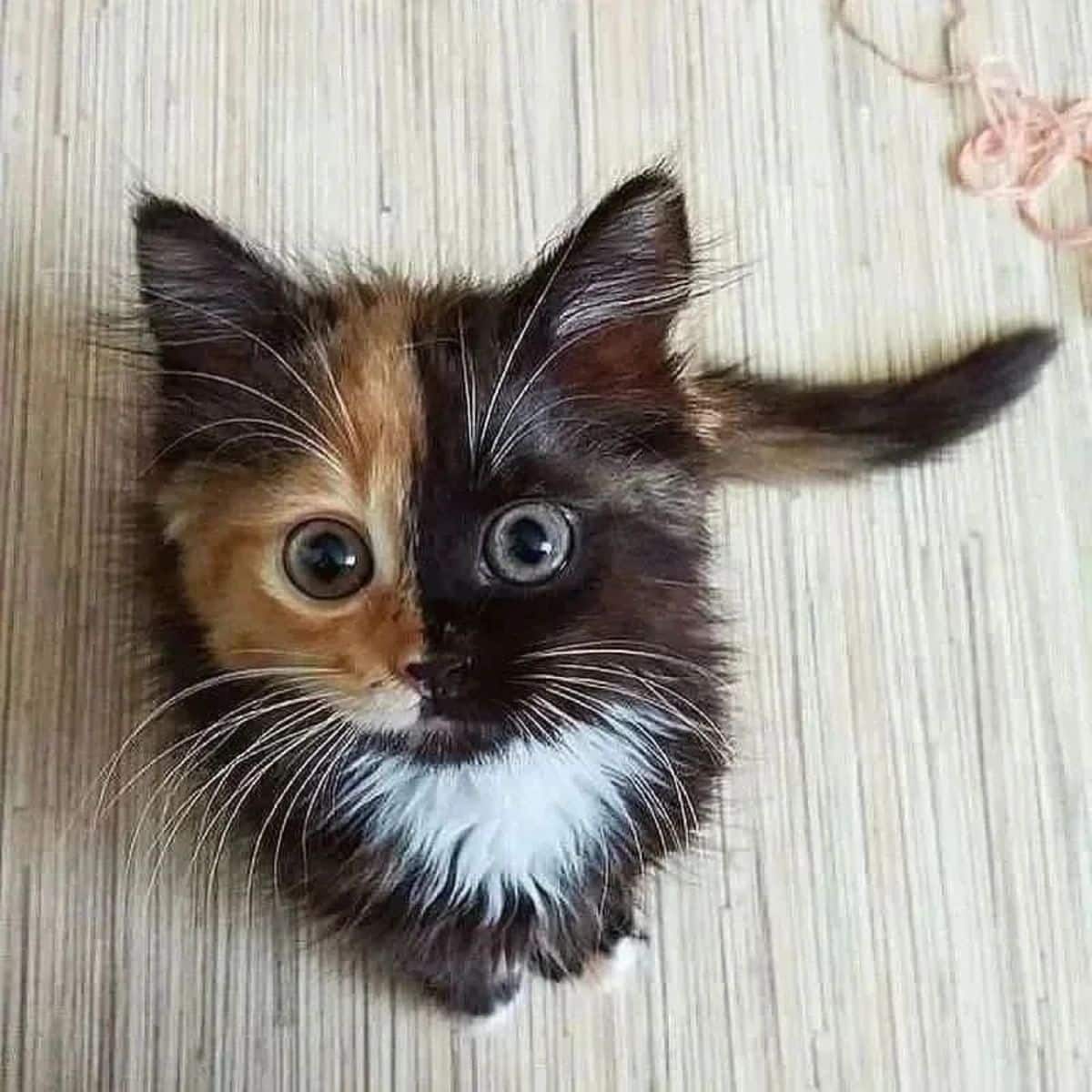 An adorable calico maine coon kitten sitting on a floor.