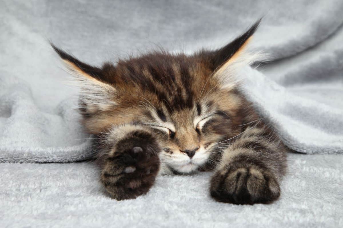 A cute tabby maine coon kitten sleeping under a blanket.